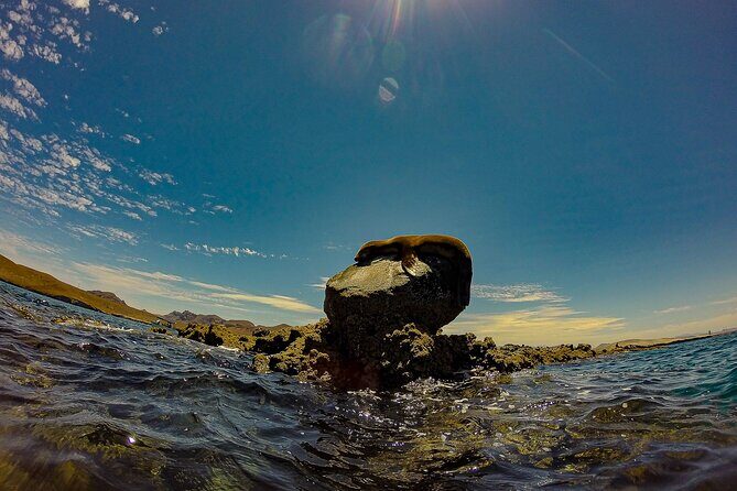 Whale Sharks and Sea Lions Snorkeling Picnic at Balandra Beach - Final Thoughts