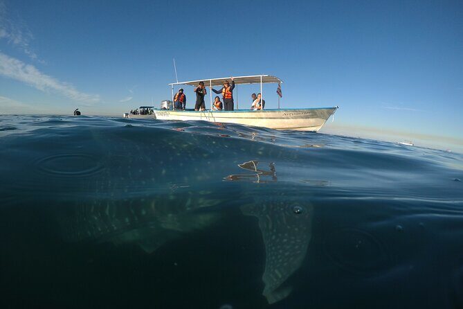 Whale sharks and sea lions snorkeling plus Balandra beach lunch - FAQ