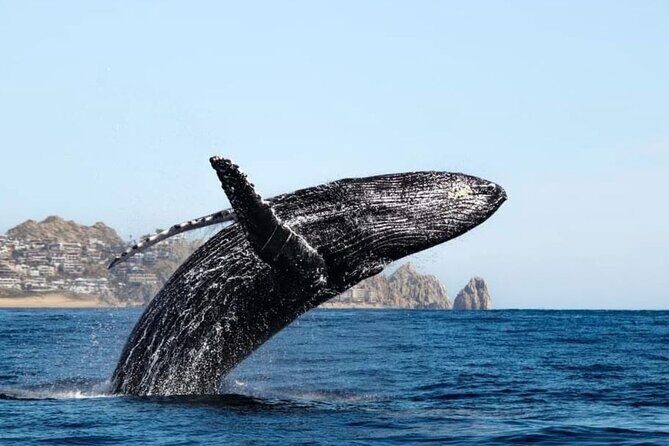 Whale Tale Adventures in Los cabos - Introduction: What to Expect from Whale Tale Adventures