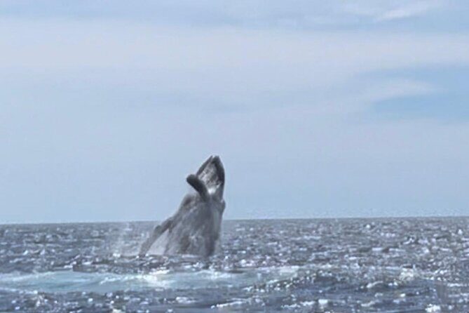 Whale Tale Adventures in Los cabos - FAQ: Your Questions Answered