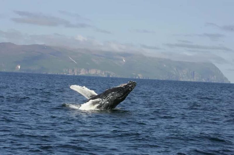 Whale Tour in Puerto Vallarta by Speedboat or Catamaran - The Itinerary: What to Expect