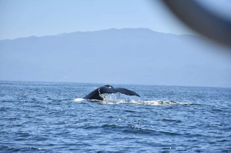 Whale Tour in Puerto Vallarta by Speedboat or Catamaran - Authentic Feedback from Past Travelers