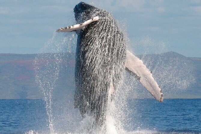 Whale Tour, Sail to Cabo San Lucas Arc + Food - Analyzing the Cost and Value