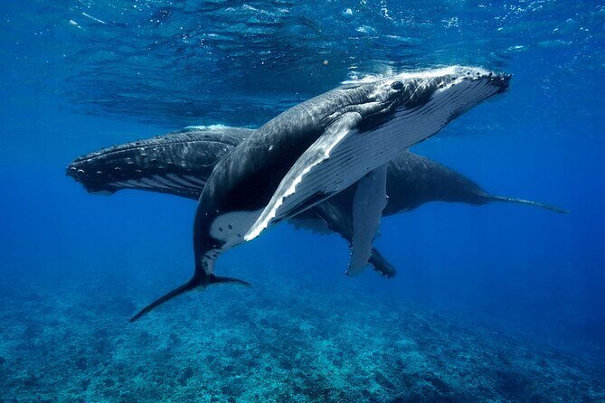 WHALE TOUR - Watching and Swimming with Whales - What to Expect During the Tour