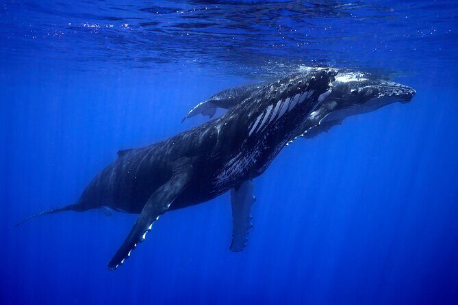 WHALE TOUR - Watching and Swimming with Whales - The Value of This Tour