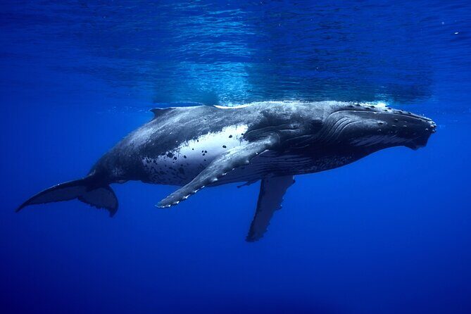 WHALE TOUR - Watching and Swimming with Whales - Who Will Love This Experience?