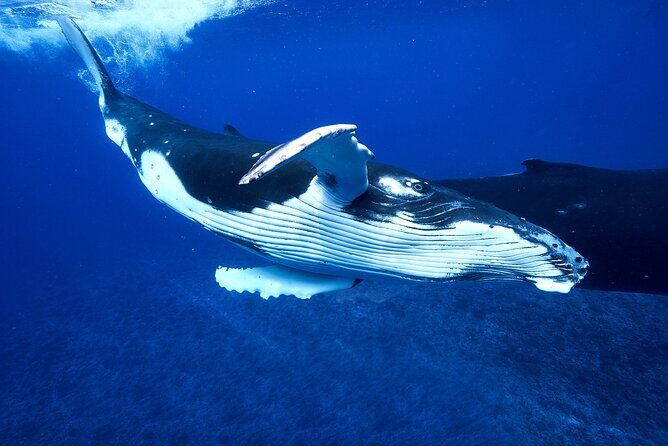 WHALE TOUR - Watching and Swimming with Whales - The Sum Up