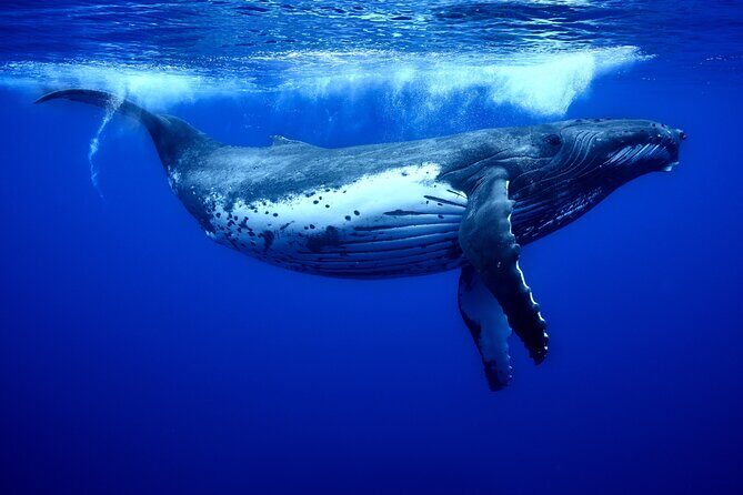 WHALE TOUR - Watching and Swimming with Whales - FAQ