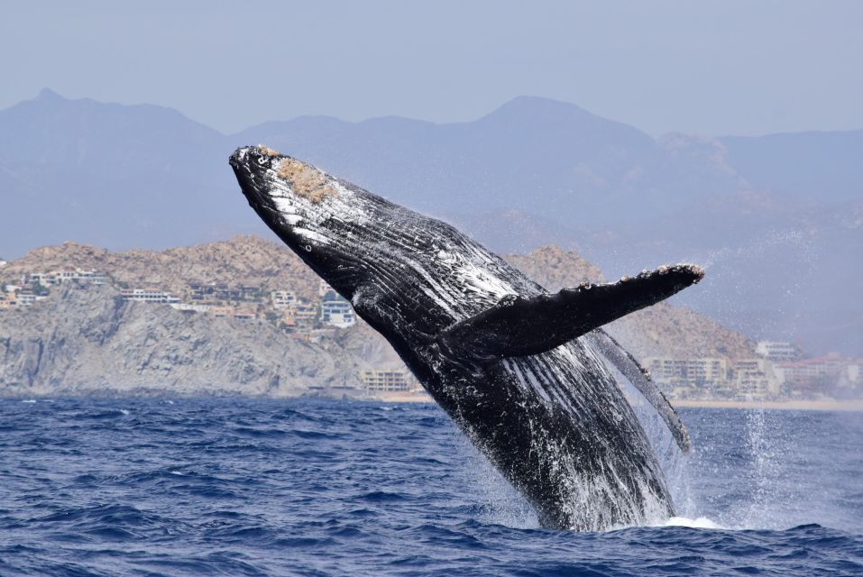 Whale Watch Cabo: Group Whale Watching Tour - FREE Photos - Key Points