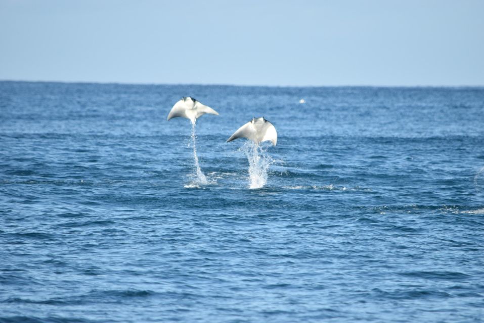 Whale Watch Cabo: Group Whale Watching Tour - FREE Photos - Maximum Guests