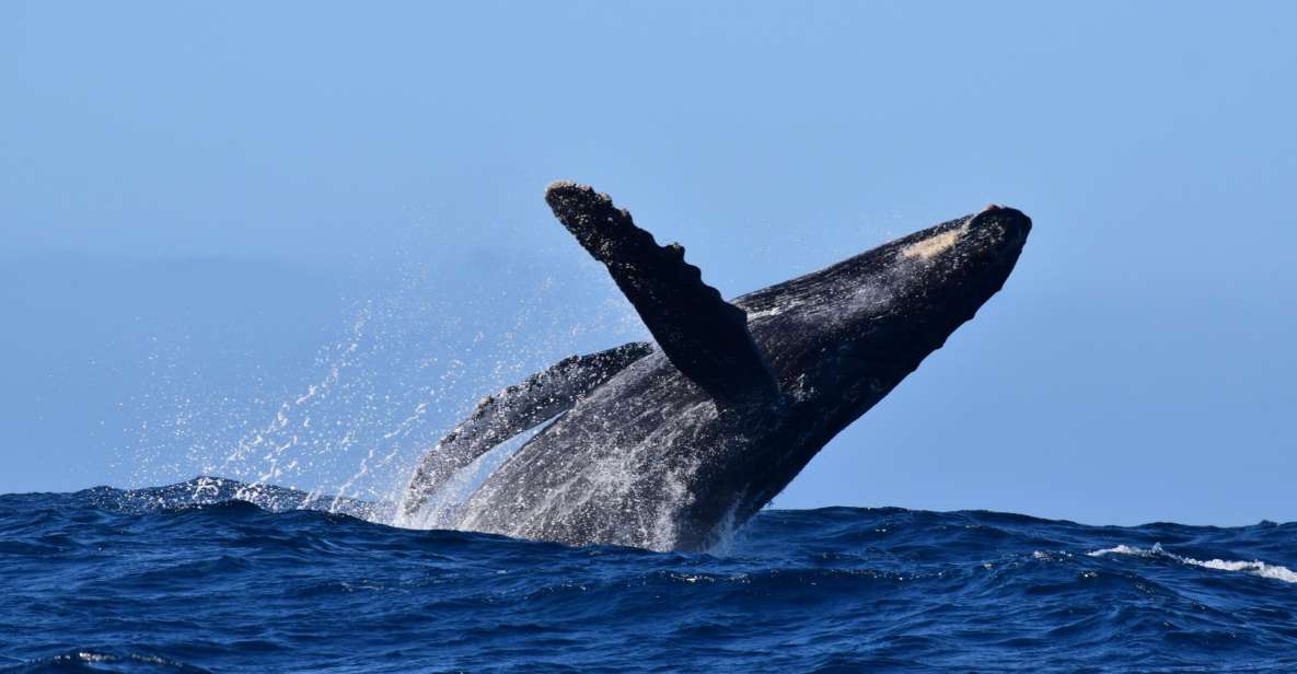 Whale Watch Cabo: Group Whale Watching Tour - FREE Photos - Departure Times