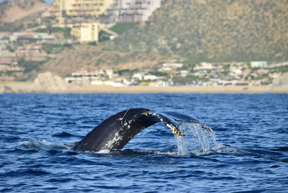 Whale Watch Cabo: Group Whale Watching Tour - FREE Photos - Boat Amenities and Exclusions