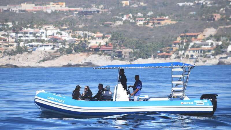 Whale Watch Cabo: Zodiac Whale Adventure - FREE Photos - Key Points