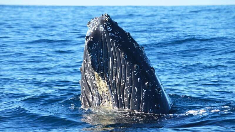 Whale Watch Cabo: Zodiac Whale Adventure - FREE Photos - The Sum Up: Is it Worth It?