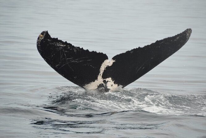 Whale watching 3 hours in Puerto Vallarta - Key Points