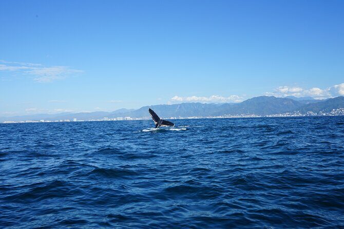 Whale watching 3 hours in Puerto Vallarta - What to Expect on the Tour