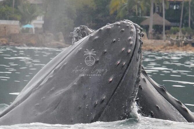 Whale watching 3 hours in Puerto Vallarta - How It Compares to Other Experiences