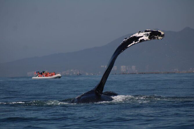 Whale watching 3 hours in Puerto Vallarta - The Sum Up: Who Should Consider This Tour?