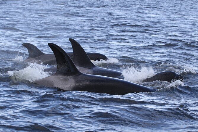 Whale Watching Adventure from Vancouver BC - The Itinerary: What to Expect