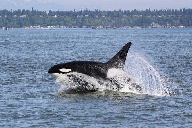 Whale Watching Adventure from Vancouver BC - Pricing and Value