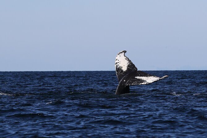 Whale Watching Adventure from Vancouver BC - Who Should Book This Tour?