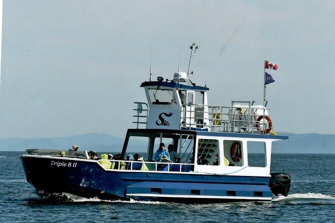 Whale Watching Adventure from Vancouver BC - The Sum Up: Is It Worth It?