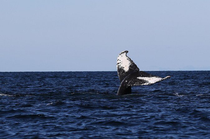 Whale Watching Adventure from Vancouver BC - FAQ