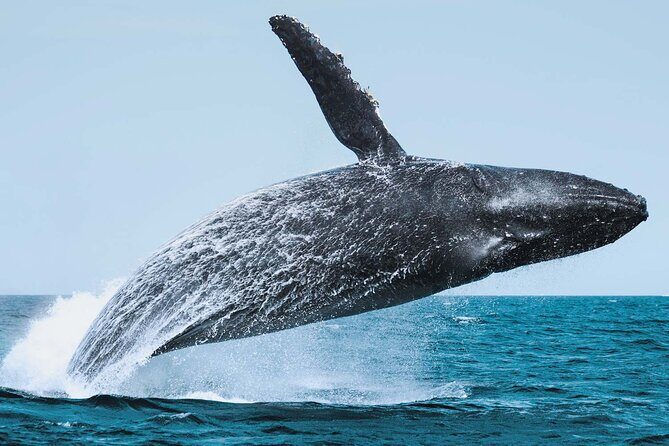 Whale Watching Adventure in Cabo San Lucas - Key Points