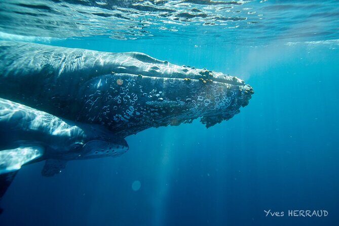 Whale Watching Adventure in Cabo San Lucas - An In-Depth Look at the Whales and the Tour