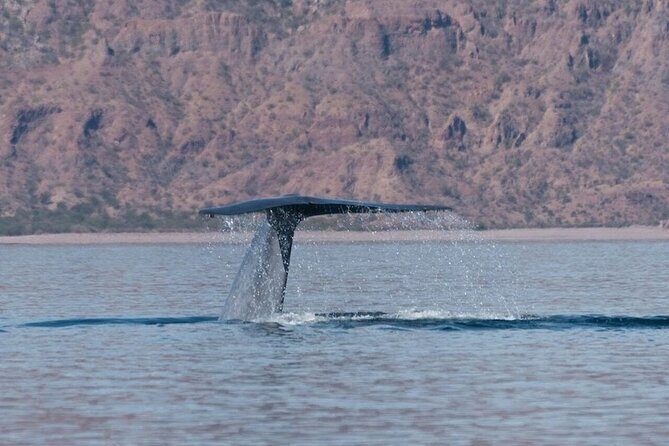 Whale Watching Adventure in Loretos Sea of Cortez - The Experience Provider: Aventuras Tours