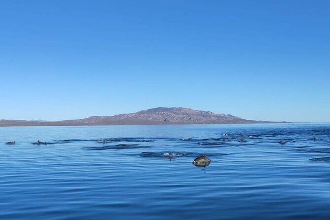 Whale Watching Adventure in Loretos Sea of Cortez - Practical Tips for Travelers