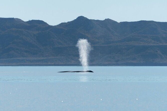 Whale Watching Adventure in Loretos Sea of Cortez - Frequently Asked Questions