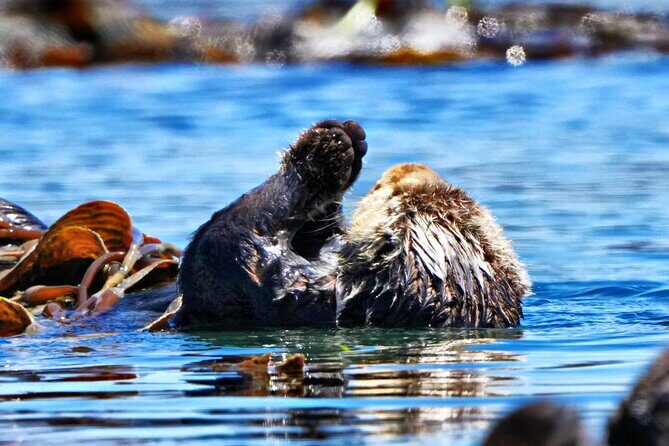 Whale Watching Adventure in Morro Bay - Key Points