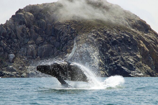 Whale Watching Adventure in Morro Bay - The Sum Up