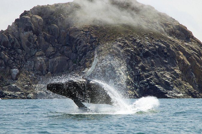 Whale Watching Adventure in Morro Bay - FAQ