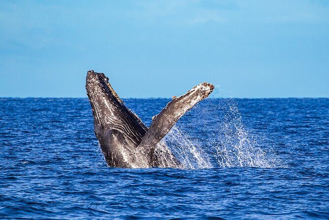 Whale Watching Adventure In Puerto Vallarta - Introducing the Puerto Vallarta Whale Watching Tour