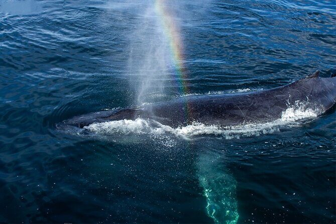 Whale Watching Adventure In Puerto Vallarta - Practical Tips for Your Trip