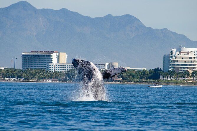 Whale Watching Adventure In Puerto Vallarta - Frequently Asked Questions