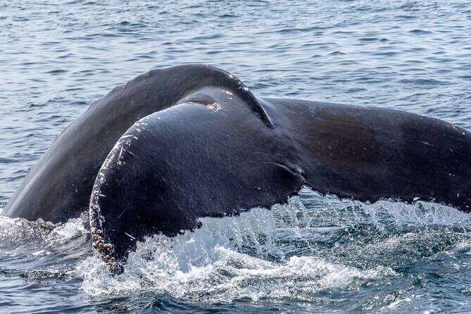 Whale Watching Adventure -Speed Boat & Small Group - Authentic Feedback from Travelers