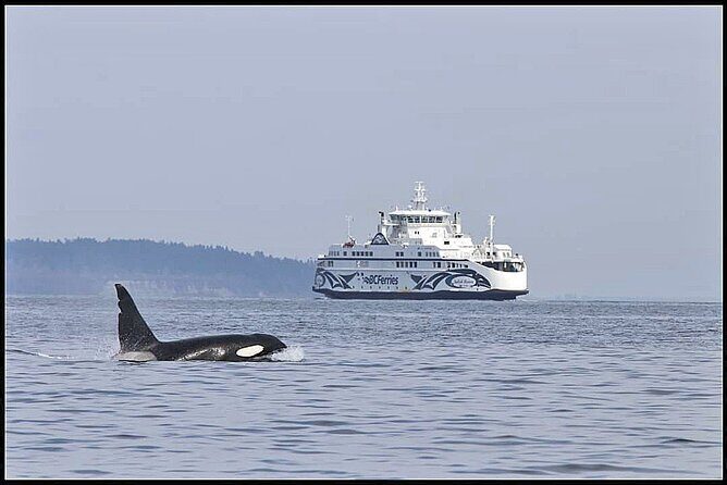 Whale Watching Adventure Vancouver - A Closer Look at the Whale Watching Experience