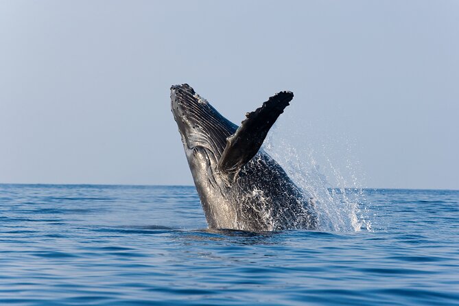 Whale Watching Adventure With Pick up From Los Cabos Hotels - About the Tour Experience