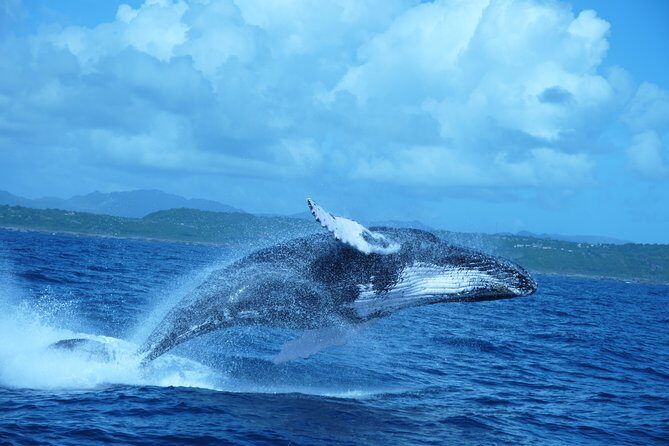 Whale Watching and Bacardi Island day trip from Punta Cana - An In-Depth Look at the Tour