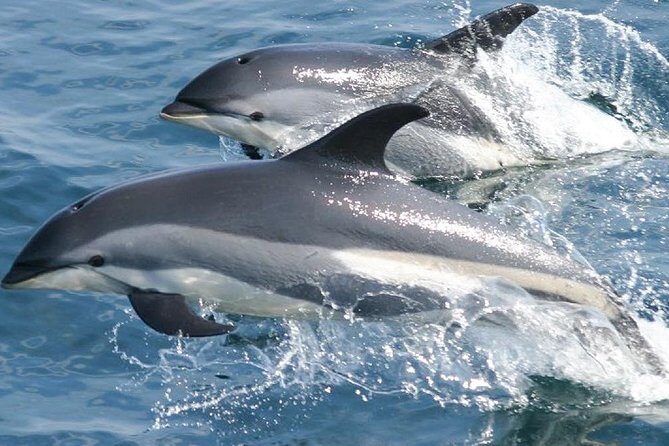 Whale Watching and Dolphin Spotting Cruise - FAQ