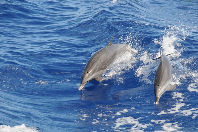 Whale Watching and Dolphin Spotting Cruise - Inclusions and Transportation