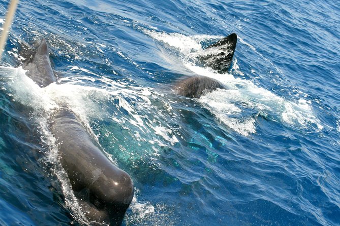 Whale Watching and Dolphin Spotting Cruise - Wildlife Encounters