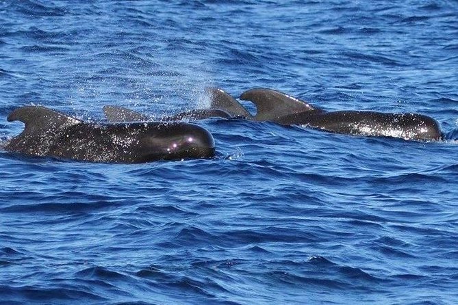 Whale Watching and Dolphin Spotting Cruise - Traveler Feedback and Ratings