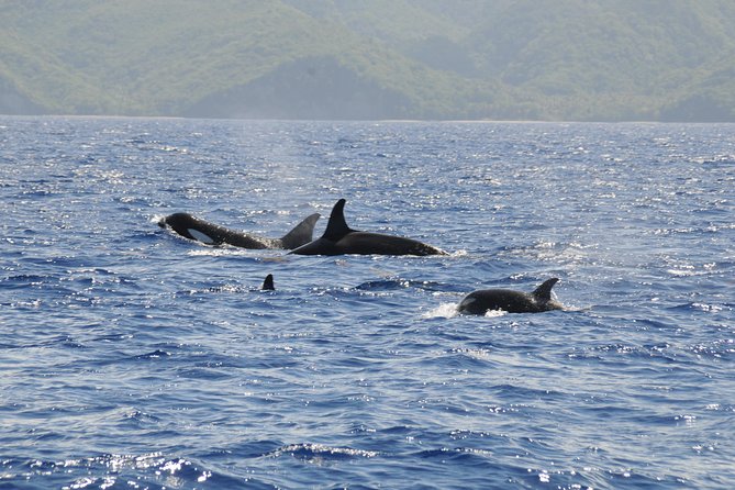 Whale Watching and Dolphin Spotting Cruise - Important Considerations