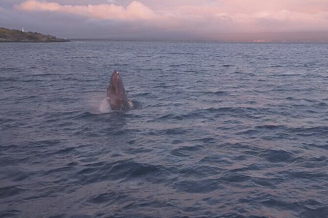 Whale Watching and Drone Photoshoot Experience - The Sum Up