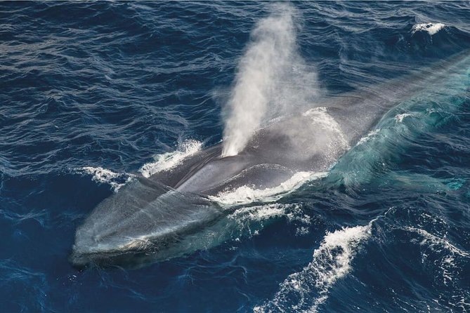 Whale Watching and Jeep Tour - Good To Know