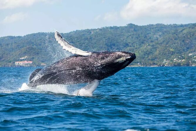 Whale Watching and Montana Redonda - Activity Overview